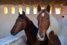 Tunisia, Africa. Two beautiful horses in a cement barn. Art Print